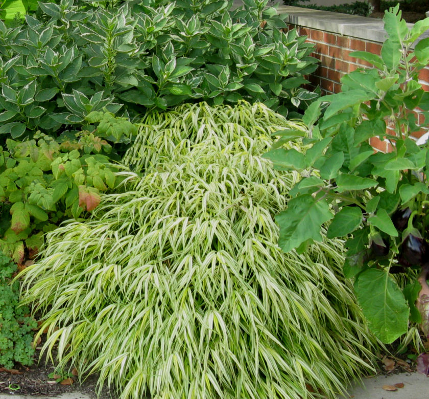Golden Japanese Forest Grass | Natorp's Online Plant Store